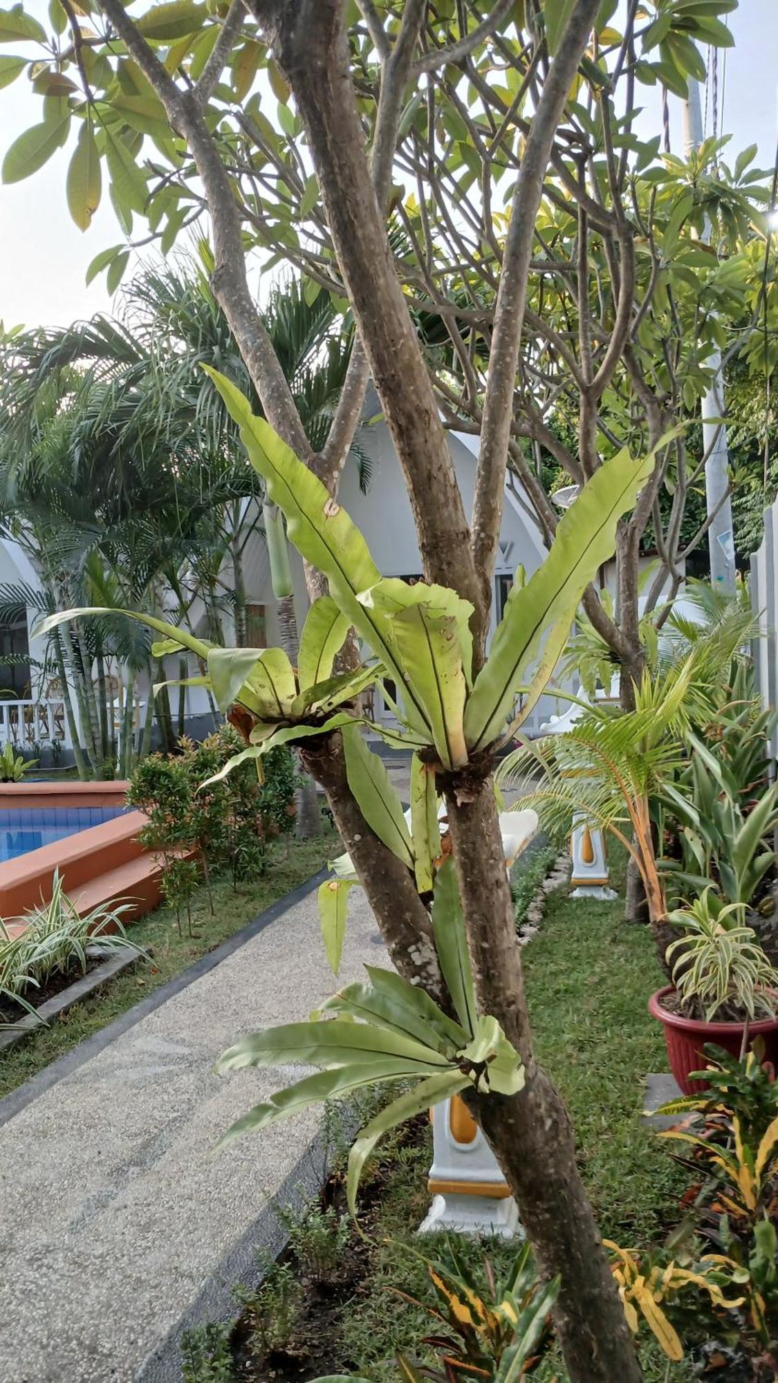 New Balengku Dua Hotel - Adults Only Gili Air Exteriör bild